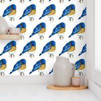 Bluebirds