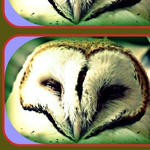Sleepy Barn Owl