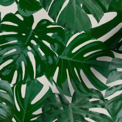 Emerald Monstera