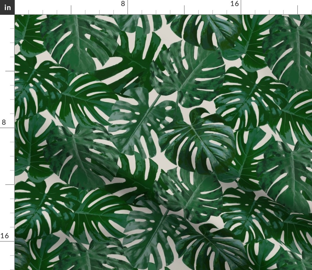 Emerald Monstera