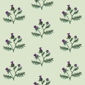 Thistle #03 Light Sage Green