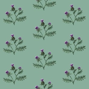 Thistle #7 Sage Green