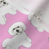 Bichon Frise dog Pink Madness