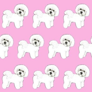 Bichon Frise dog Pink Madness