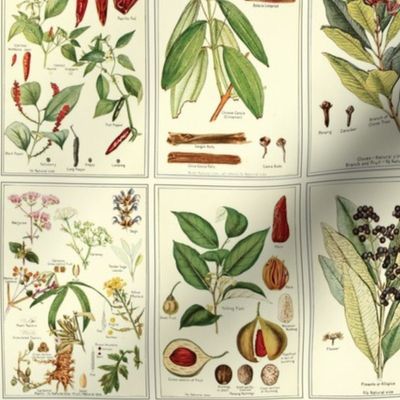 Botanical Spices - 12in