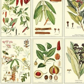 Botanical Spices - 12in