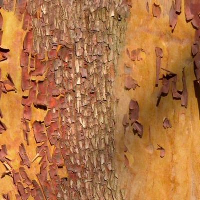 Arbutus or Madrona Bark