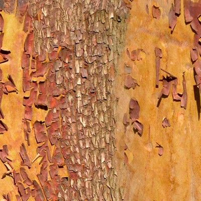 Arbutus or Madrona Bark