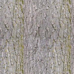 Scarlet Oak Bark 