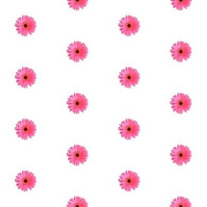 Pink Daisy