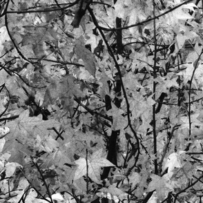 The Wild Wood ~ Black and White