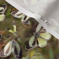Dainty Sulphur Butterflies
