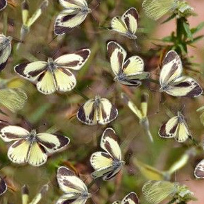 Dainty Sulphur Butterflies