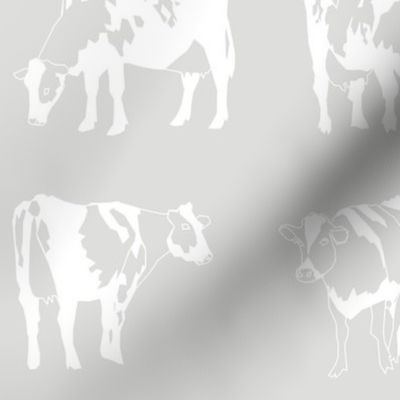 Dairy Cows Grey