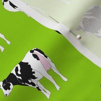 Dairy Cows on Green