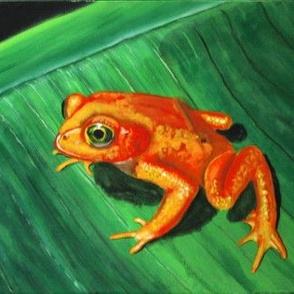 Golden Frog of Panama