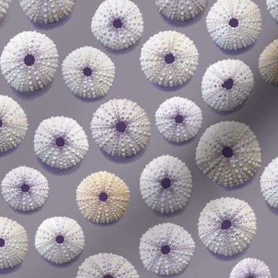 sea urchin shells