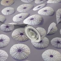 sea urchin shells