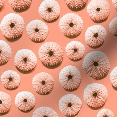 sea urchin shells - coral