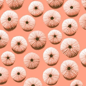 sea urchin shells - coral