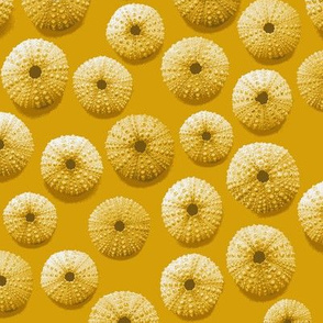 golden sea urchin shells