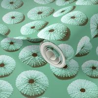 sea urchin shells - green