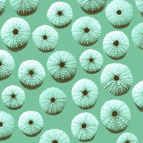 sea urchin shells - green