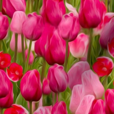 Tulip Serenade