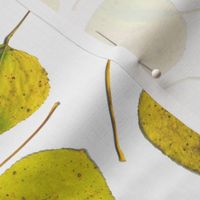 life-sized yellow aspen leaves on white