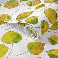 life-sized yellow aspen leaves on white