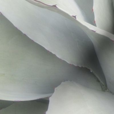 large_cactus