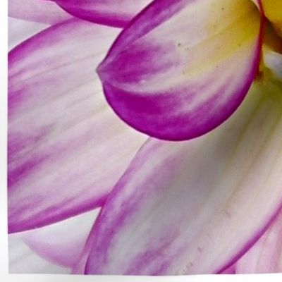 purple_and_yellow_flower_close_up1-ed