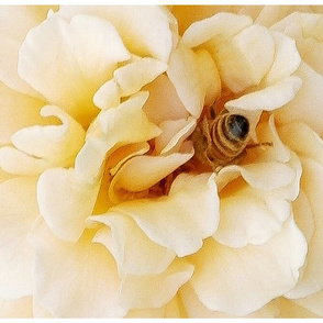 bee_in_rose