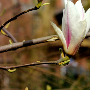 magnolias