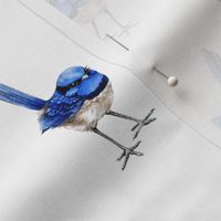 Splendid Fairy Wren