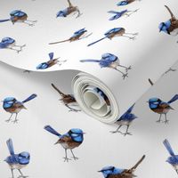 Blue Wrens Scattered on White // standard