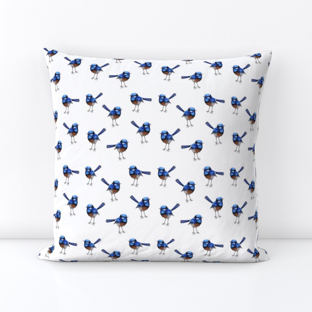 Bright Blue Wren on White