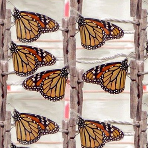 Freshly Washed Butterflies