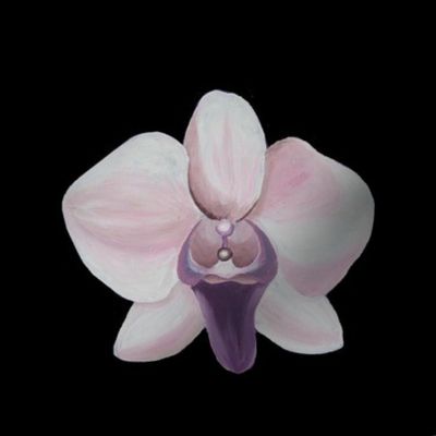 Orchid, black