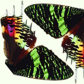 Urania (Chrysiridia) Croesus Butterfly Wings