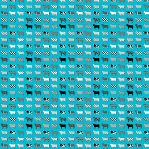 turquoise cows