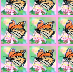 Monarch Butterfly