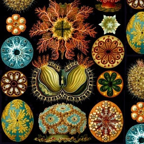 Large_Haeckel_Ascidiae