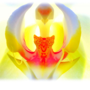 Orchid_Glow