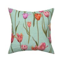 Holland tulips on aqua