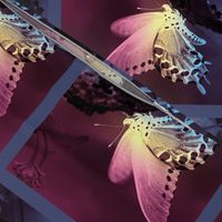 Swallowtail - Pastel Gradient