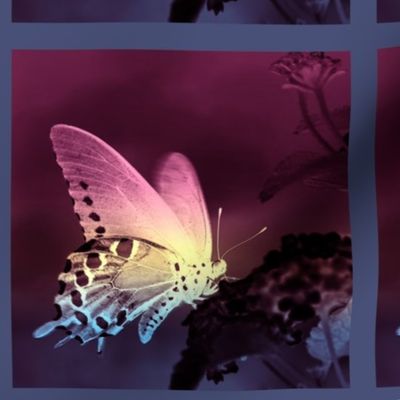 Swallowtail - Pastel Gradient