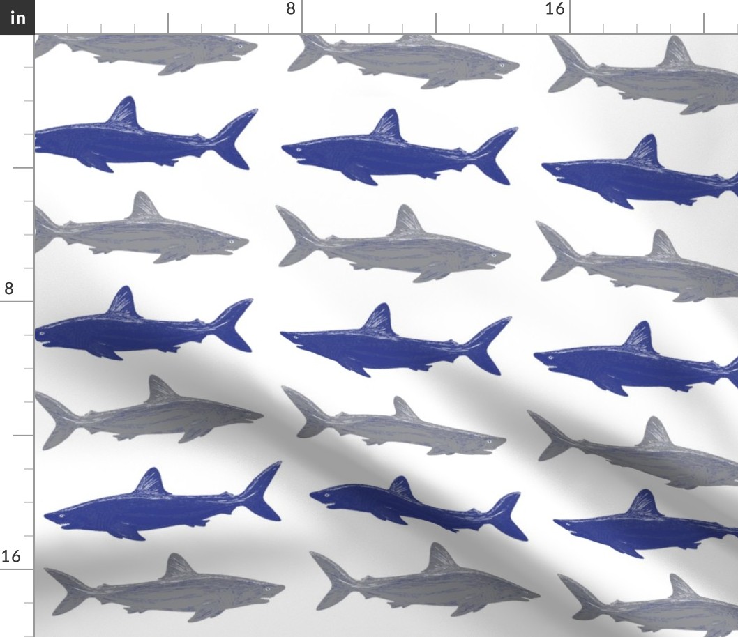 blue and gray sharks