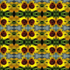 3297193-sunflower-by-malikah