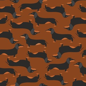 Dachshound on brown background